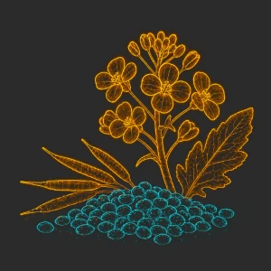 Rapeseed oil